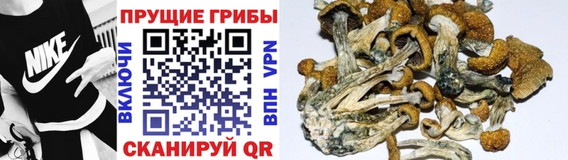 Галлюциногенные грибы Magic Shrooms  площадка какой сайт  гидра ССЫЛКА  Жердевка  наркошоп 